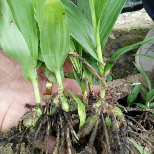 五峰县白芨种子