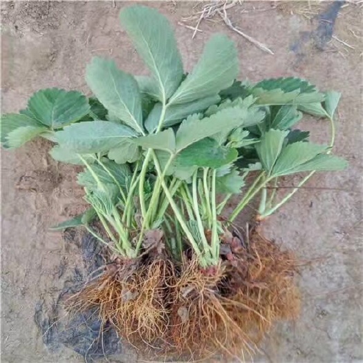 泰安妙香7号草莓苗  妙香七号草莓苗，草莓苗批发，草莓苗基地直发