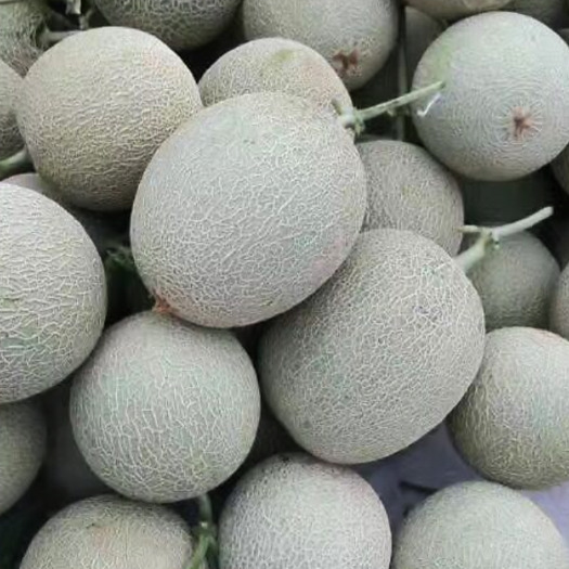 宁晋县西州蜜25号 3斤以上