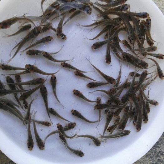 广州叉尾鮰鱼苗 
