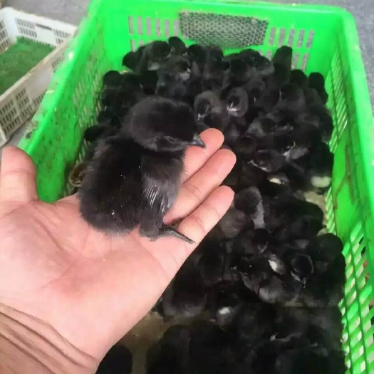 广州五黑鸡苗 统货