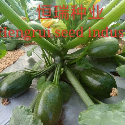 青州市西葫芦种子