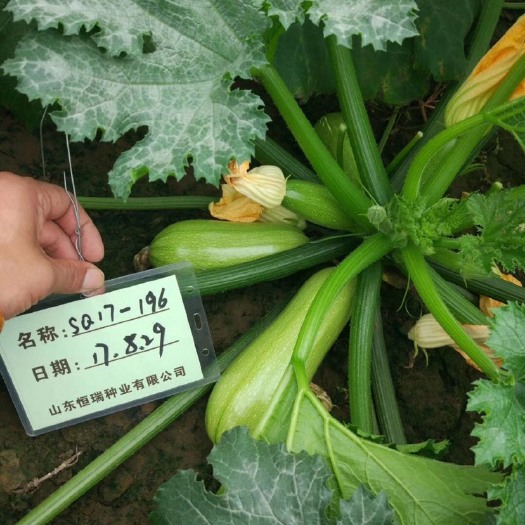 青州市西葫芦种子 