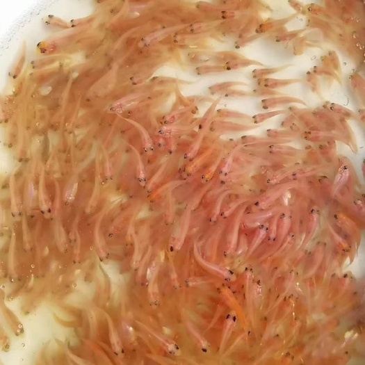 广州彩虹鲷 