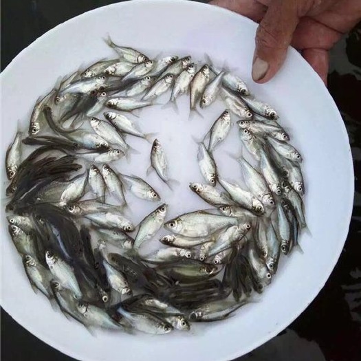 广州鳊鱼苗 