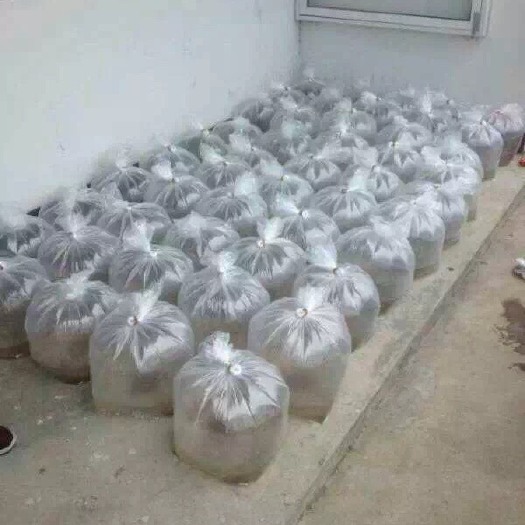 翘嘴白鱼苗 