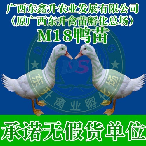 南宁一点头鸭苗 ——承诺无假货单位