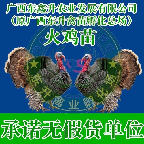 南宁贝蒂娜火鸡苗 ——承诺无假货单位