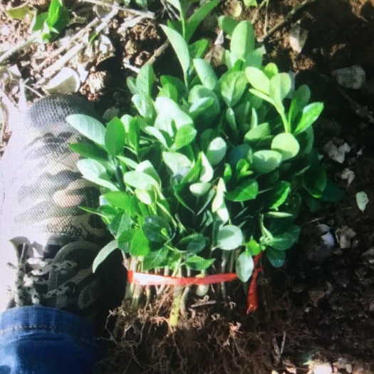 沭阳县 小叶扶芳藤床苗