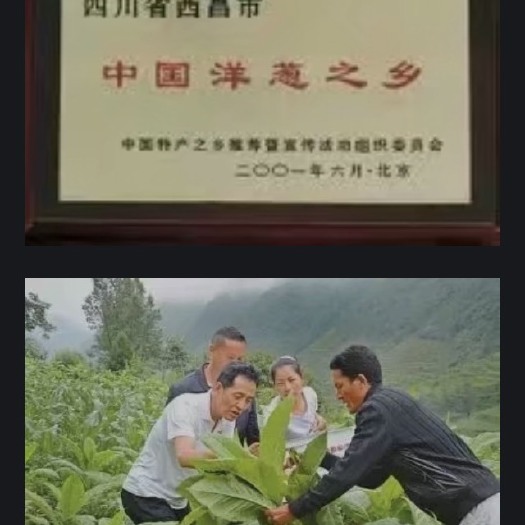 西昌市红皮洋葱 8~9cm