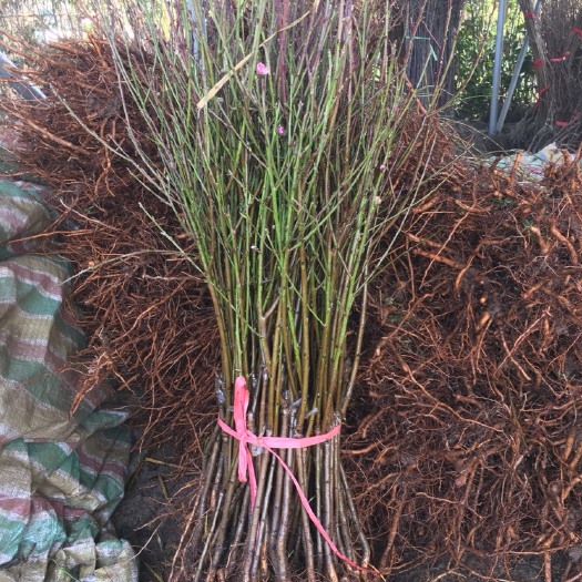 荆州锦绣黄桃苗 0.5~1米