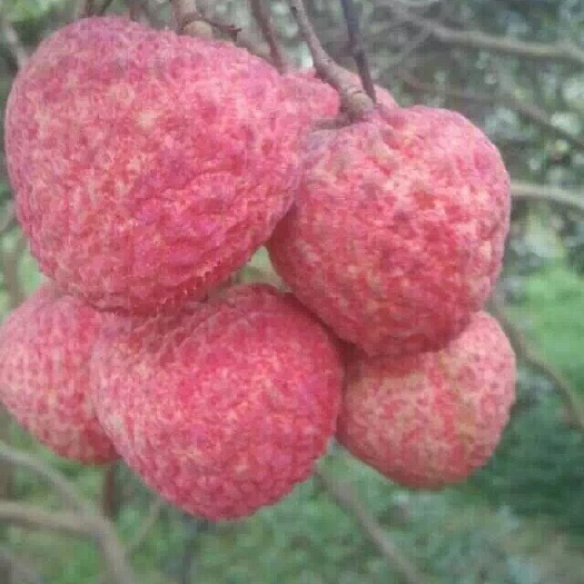 广州糯米糍荔枝 2cm