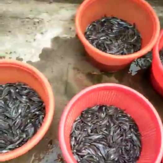 贺州本地塘鲺  胡子鲶
鲶鱼