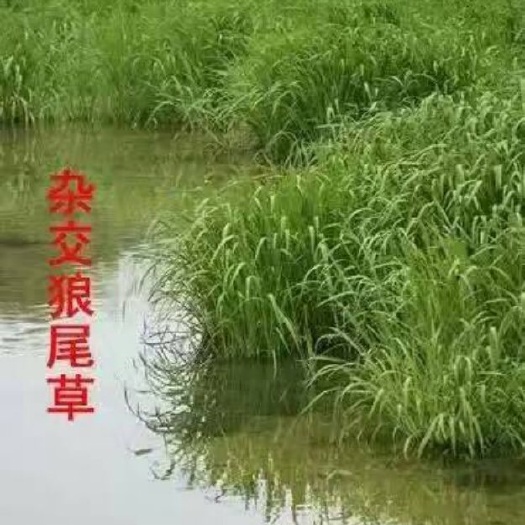 嘉祥县狼尾草种子 养牛羊猪鱼买六赠一