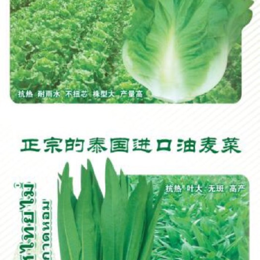 甜麦菜种子  优质油麦菜种子
