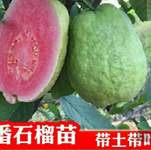 灵山县红心芭乐番石榴苗 