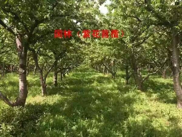 嘉祥县紫花苜蓿 营养丰富养牛羊猪鱼买六赠一