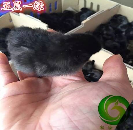 广州五黑绿壳蛋鸡苗活体包邮，五黑具有黑毛黑肉黑冠黑骨黑内脏等特