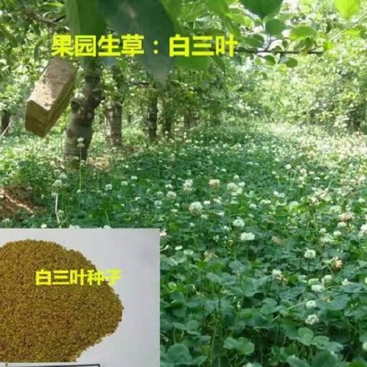 嘉祥县三叶草种子 小区公园学校绿化买六赠一