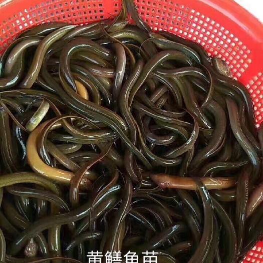 博罗县花鳝苗