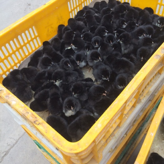 南宁黑土2号鸡苗 
