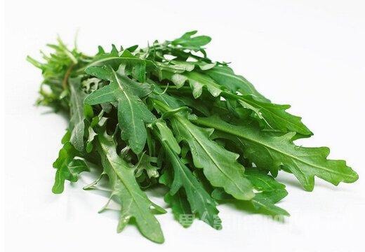 昆明芝麻菜