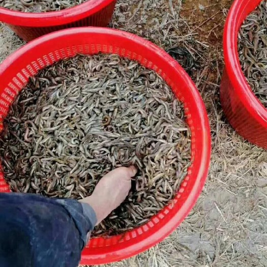 博罗县泥鳅苗