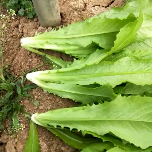 曹县青油麦 15~20cm以上