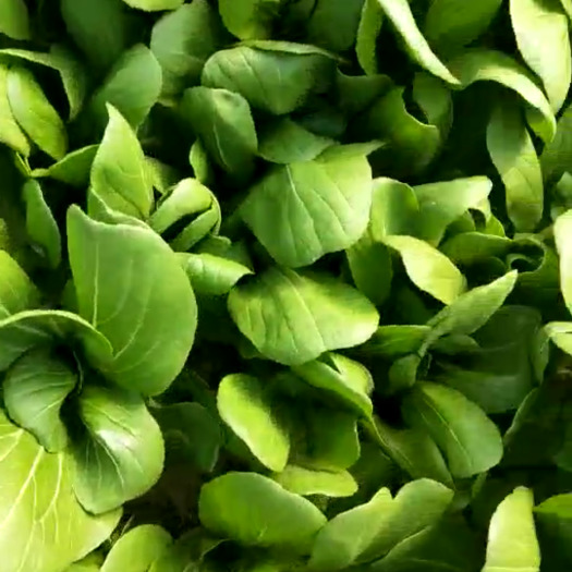 曹县北方小油菜 2~3两 