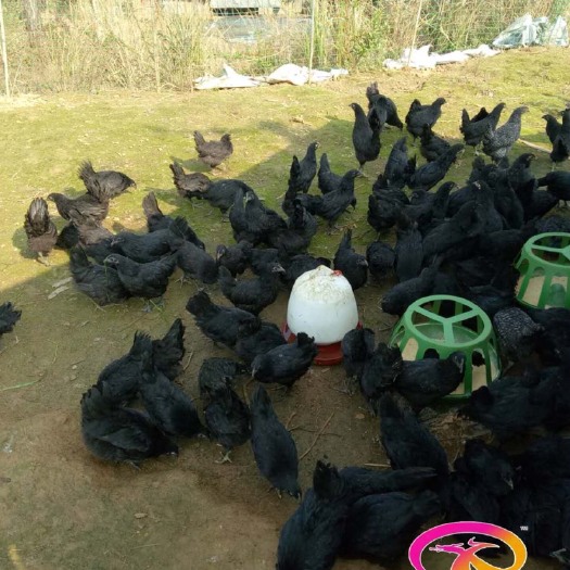 隆回县绿壳蛋鸡苗 