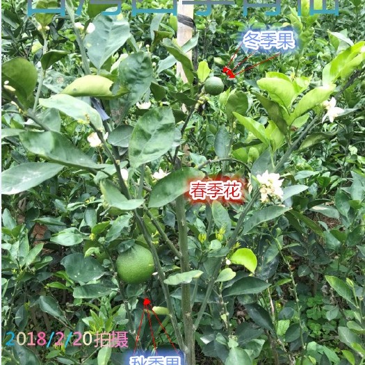 平和县葡萄柚苗  青柚青皮葡萄柚黄金葡萄柚