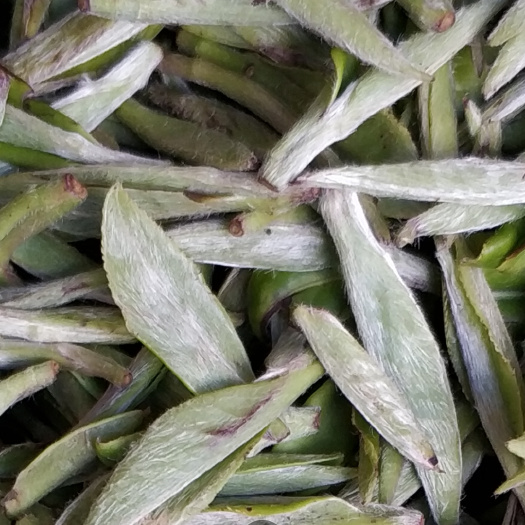 福鼎市白牡丹茶 散装 一级 