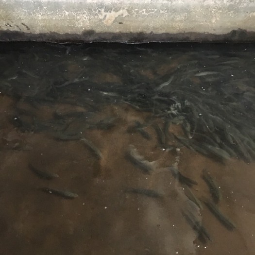 广州白鳗 10-30cm 人工养殖 0.5-0.6公斤