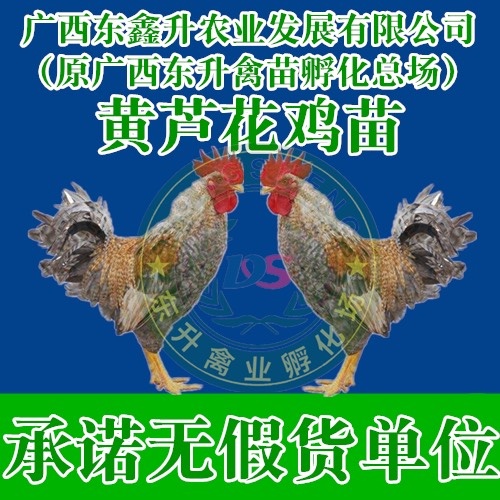 南宁芦花鸡苗 ——承诺无假货单位