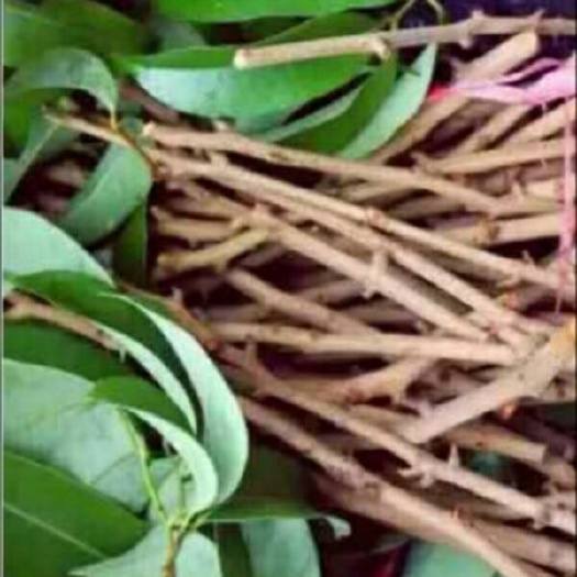 广州荔枝苗  仙进奉荔枝嫁接枝条