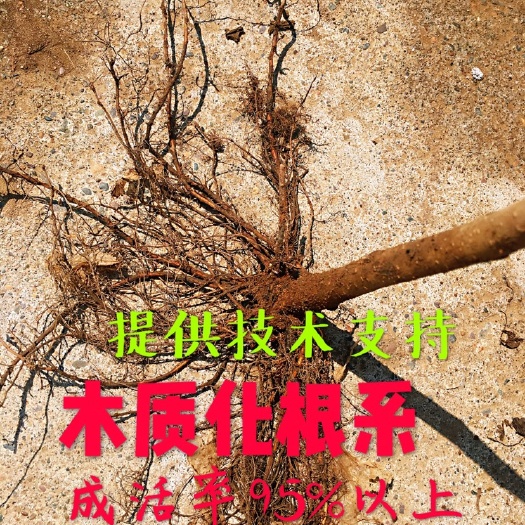 桓仁县平欧榛子苗 2~4公分 