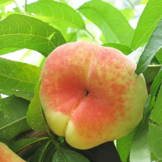 桃枝