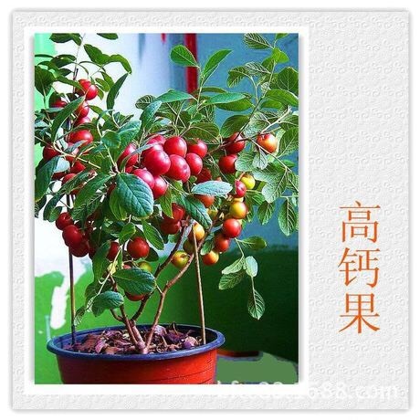 绛县钙果苗 0.5~1米