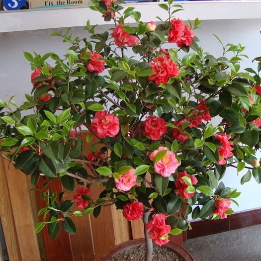 新平县山茶花 10~20cm 