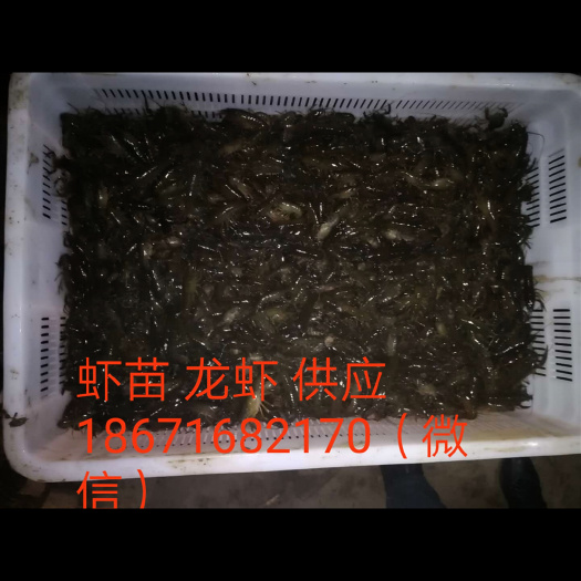 洪湖市龙虾苗