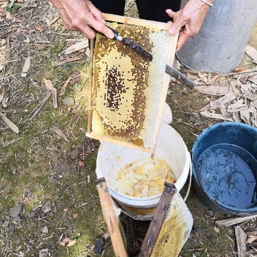 浦北县荔枝蜜 玻璃瓶装 95%以上 2年以上