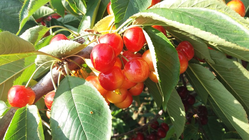 佳紅大櫻桃 真正的新鮮從大連田居園出發!