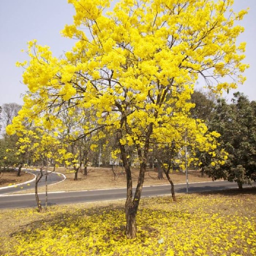 灵山县黄花风铃木