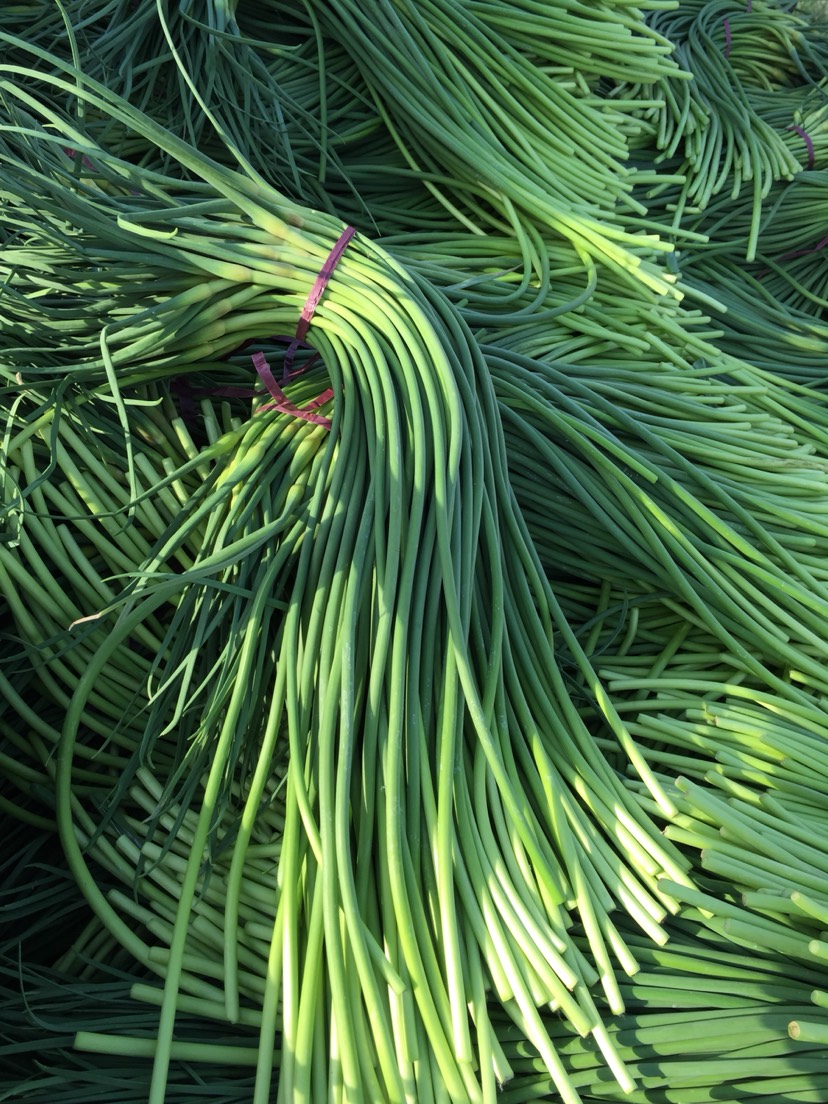 红帽蒜苔  优质蒜苔大量有货 代收代存冷库出租配资