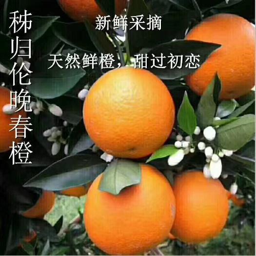 秭归县伦晚脐橙 65 - 70mm 4两以下