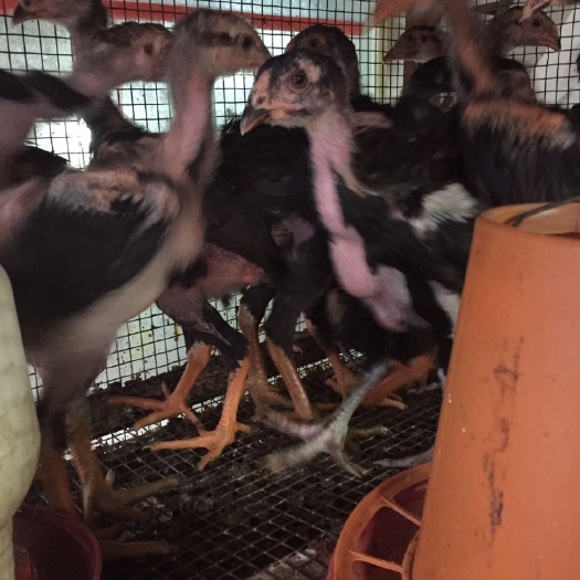 南宁斗鸡苗 批发  纯种 越南鬼子 越南斗鸡