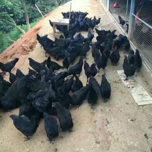 日照绿壳鸡苗 母