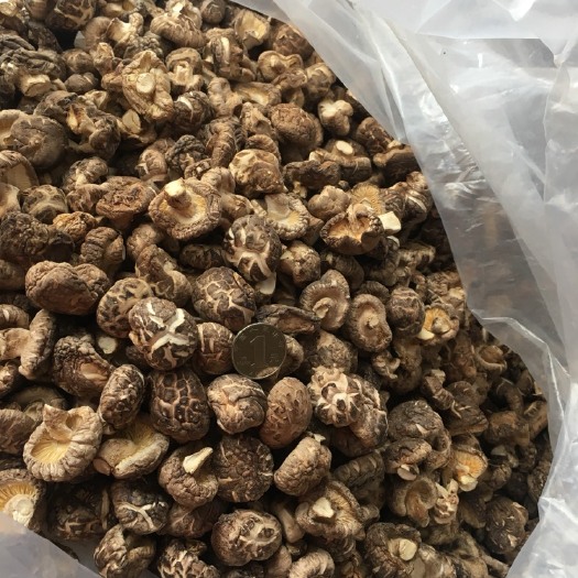 随县花菇丁  小香菇 1.8以下 剪脚肉厚冬菇