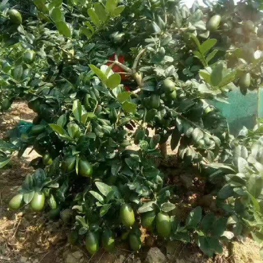 灵山县香水柠檬苗 