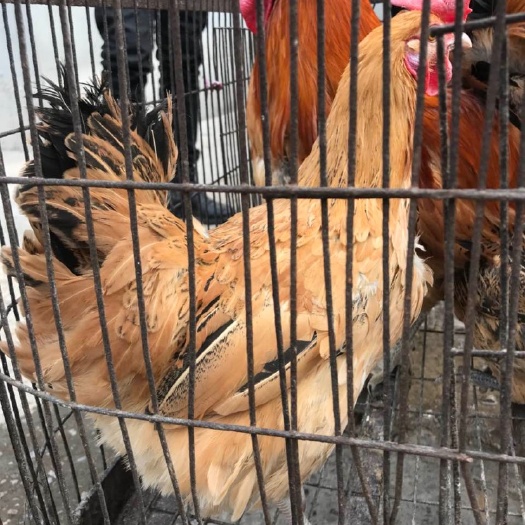 广州青脚土鸡苗 母